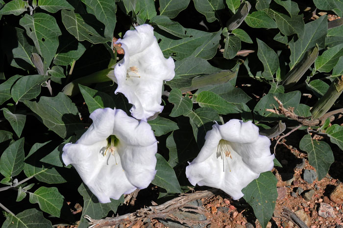 Western Jimson Weed is a dramatic species that has been used as an analgesic, respiratory aid and as a hallucinogen by North American indigenous peoples. Datura wrightii Western Jimson Weed is a dramatic species that has been used as an analgesic, respiratory aid and as a hallucinogen by North American indigenous peoples. Datura wrightii